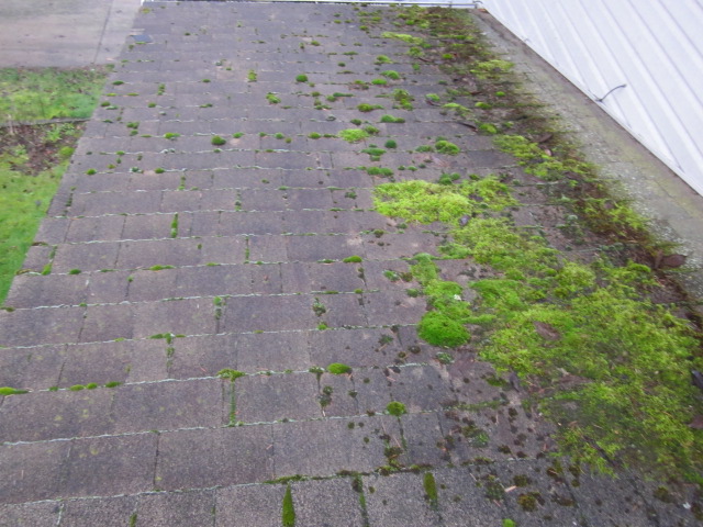 Heavy moss buildup on composition shingle roof