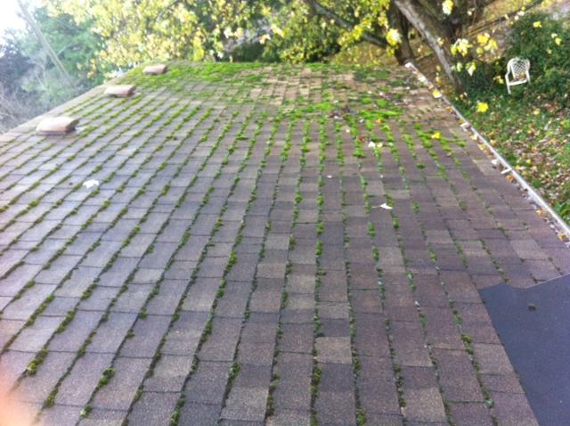 Moss-covered composition shingle roof shaded by mature trees, typical of homes across the Portland metro