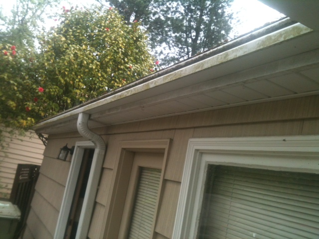 Gutter and roof edge inspected near flowering shrubs at a Portland home
