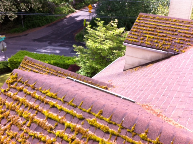 Heavy moss and lichen buildup along roof ridge caps above a residential street, before treatment