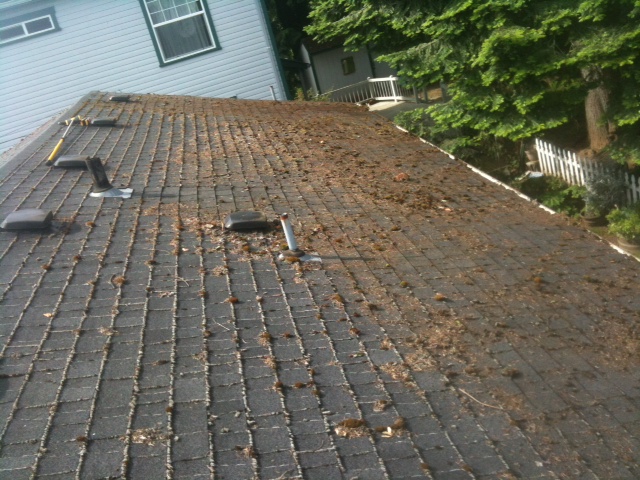 Tree-shaded Portland roof showing the debris and shade that feed moss