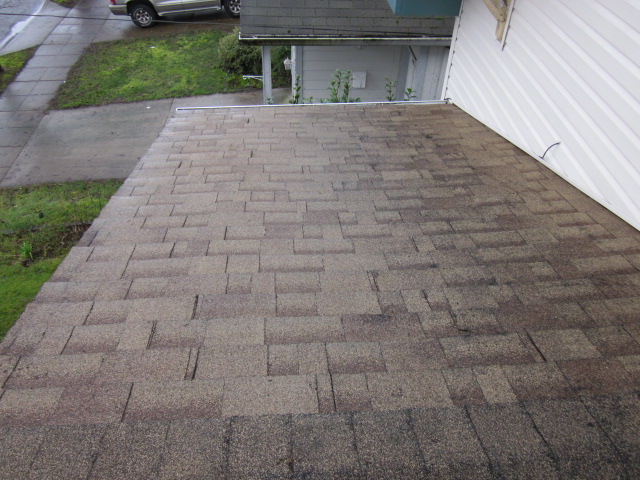 Gray composition shingle roof with green moss spreading near a roof vent, before cleaning