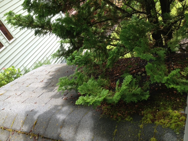 Mossy shingle roof edge with overgrown cedar branches touching the roofline, before service
